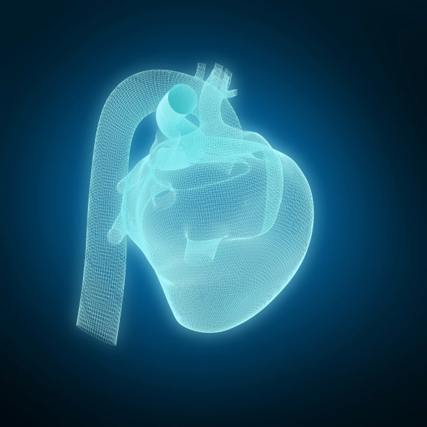 3d心脏器官