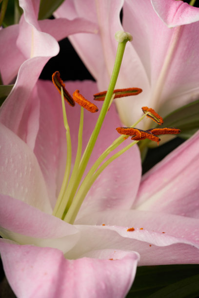 花朵花瓣花蕊百合科