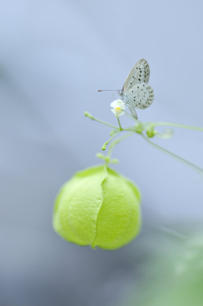 昆虫花灯