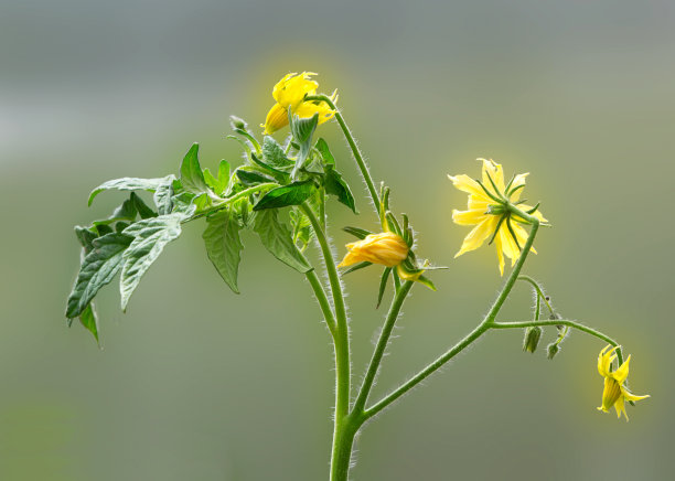 黄花苗花