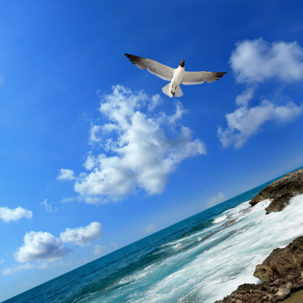 飞鸟蓝色大海壁纸