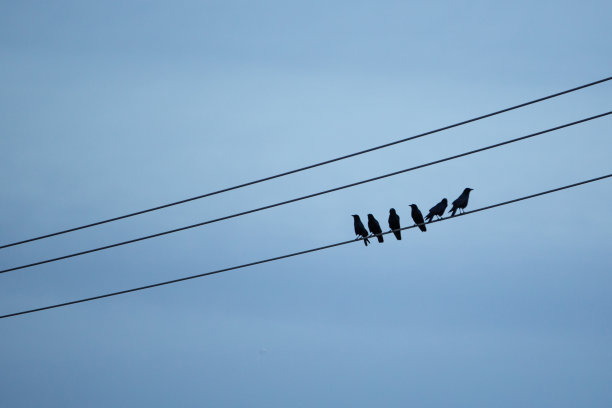 电线杆上的鸟