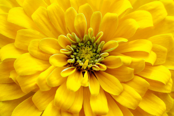 黄色菊花花朵