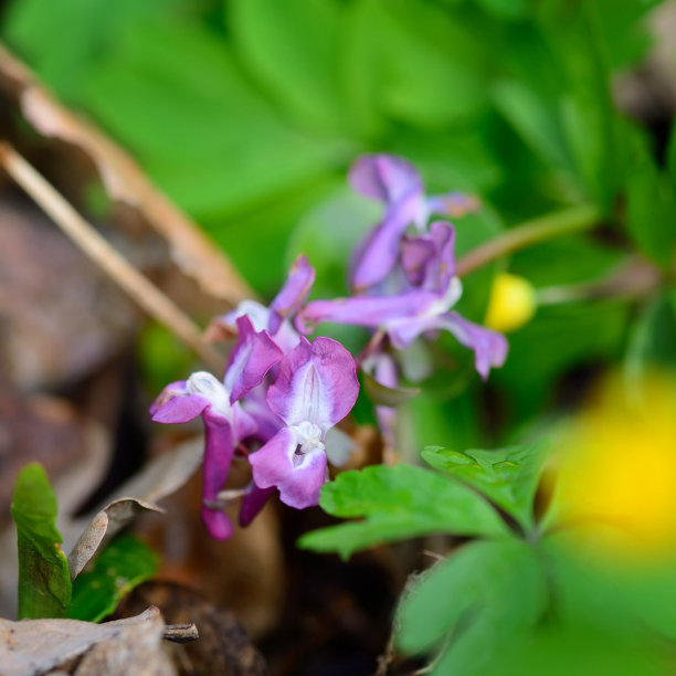 corydalis