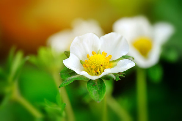 野草莓花