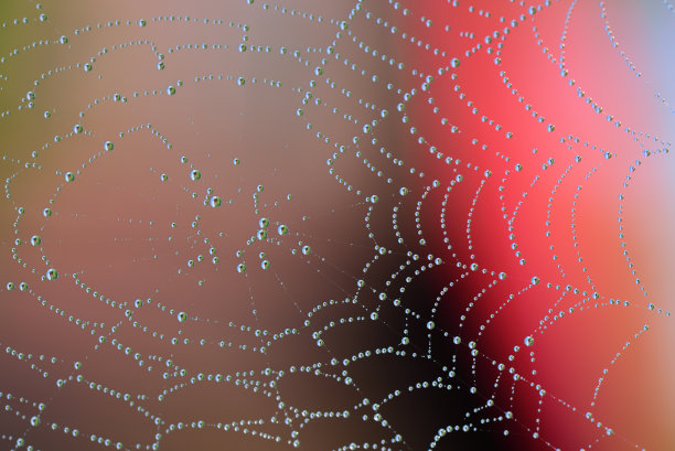 红web