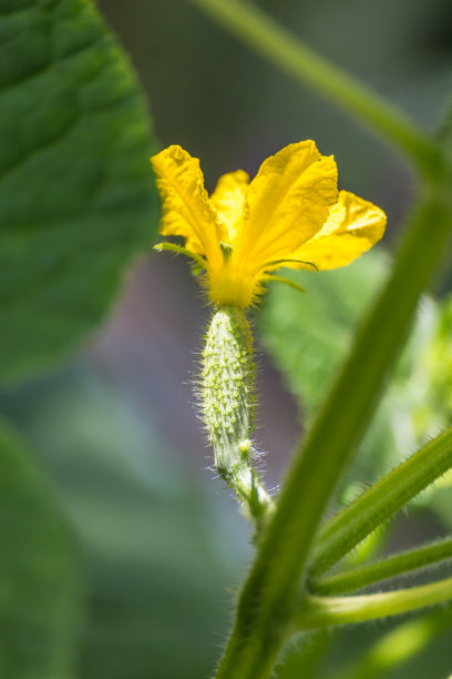 绽放花朵 植物 鲜花 摄影 生