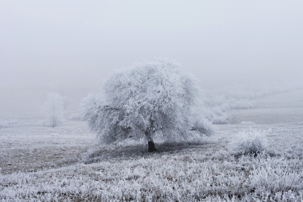 雪覆盖着的森林