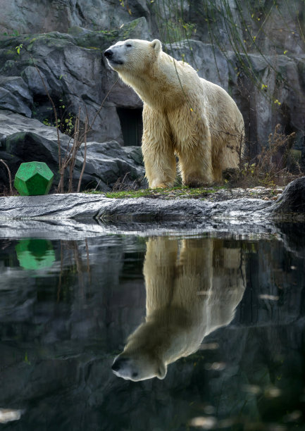 北极熊摄影