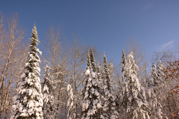 仰拍冬天树景