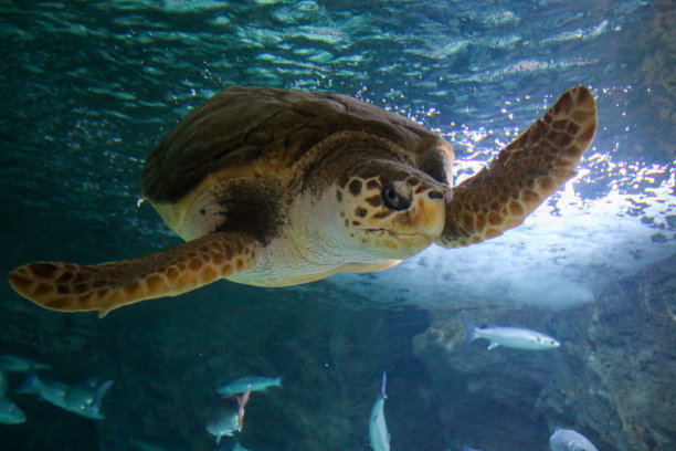 海底海龟