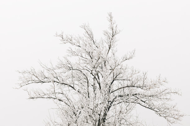 积雪的树梢