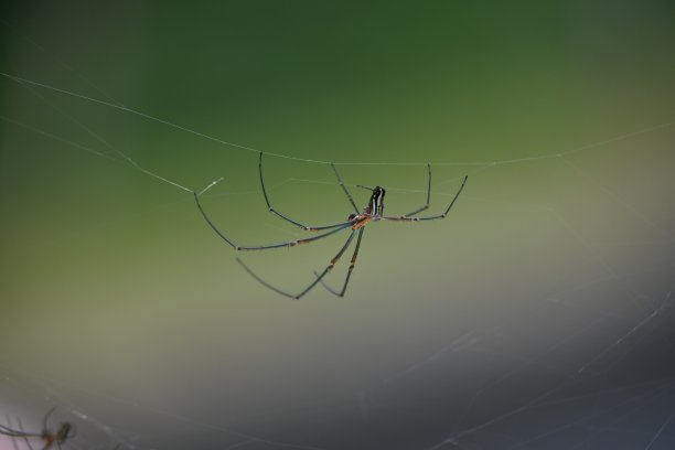 挂在蜘蛛网上的蜘蛛