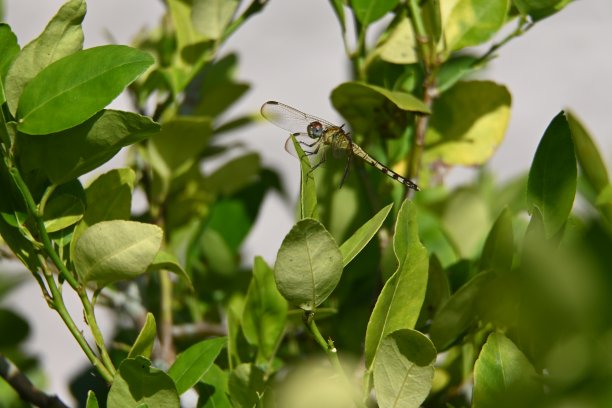 枝叶上的蜻蜓