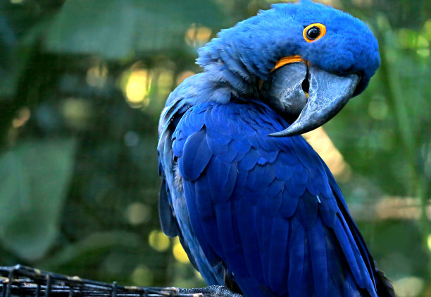 蓝色金刚鹦鹉