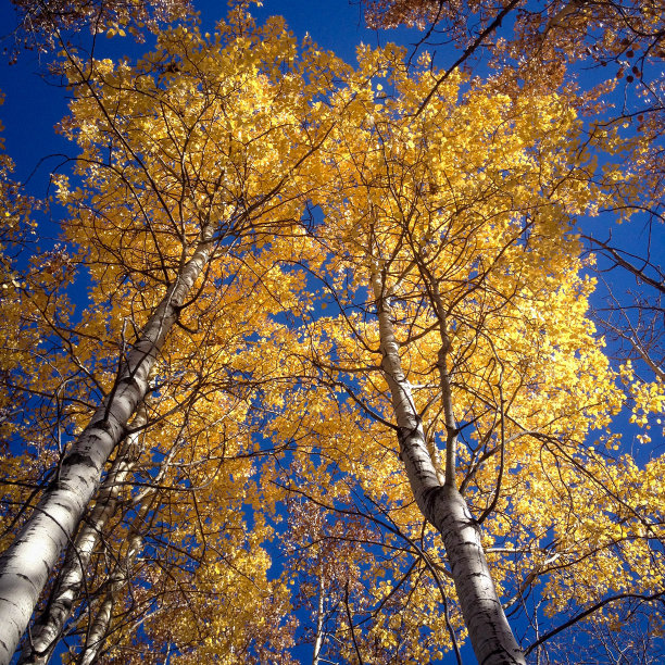 深秋蓝天下公园里的树林