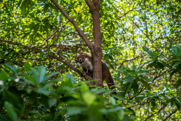coatimundi