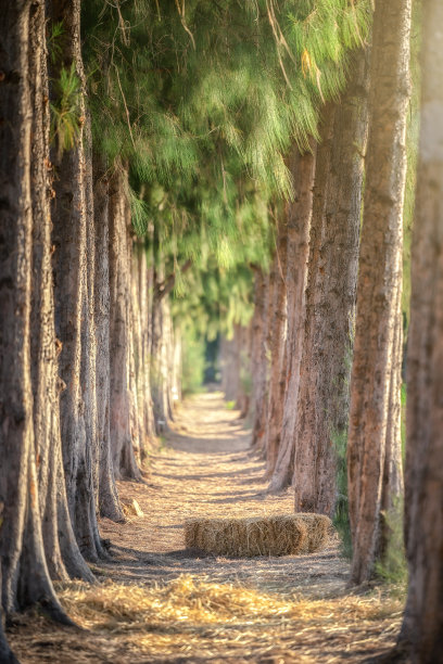 暗色,自然界的状态,黄昏