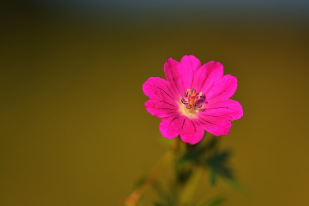 阳光下的菊花