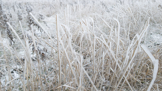 风雪中的树叶