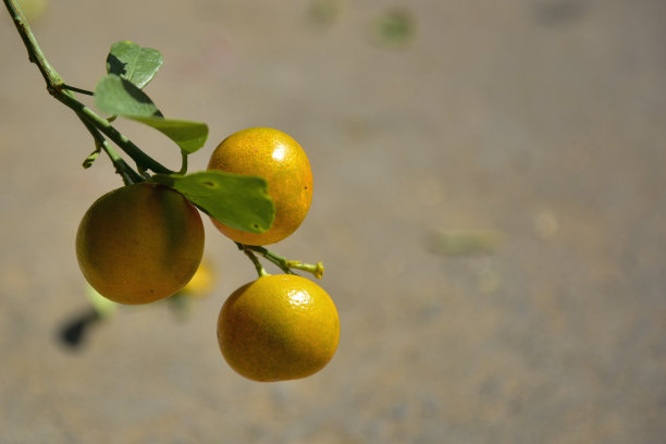 越南柠檬