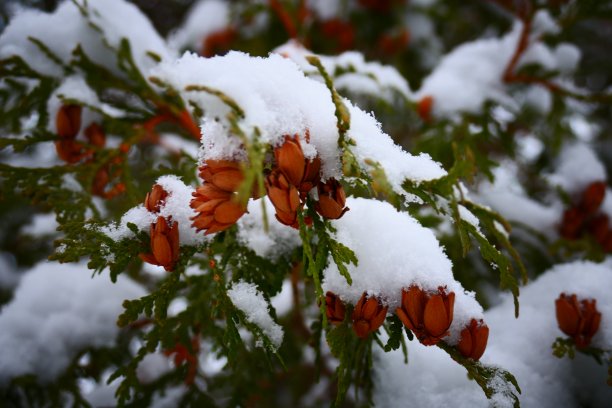 白雪覆盖森林树木枝头雪景