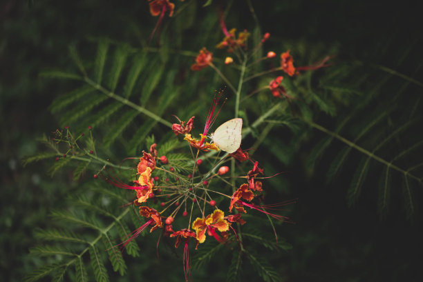 美丽烟花