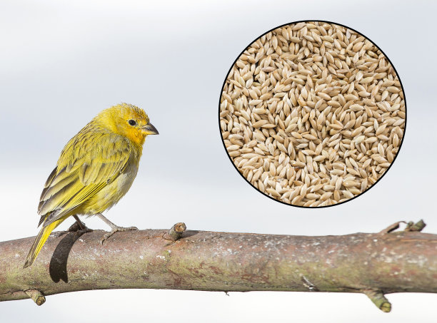 canary