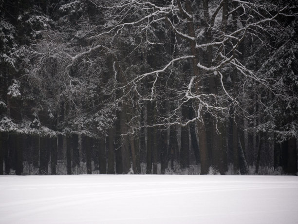 自然雪景寒冷冬天雪花特写