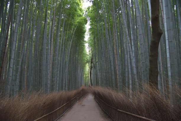 竹子竹林风景图片