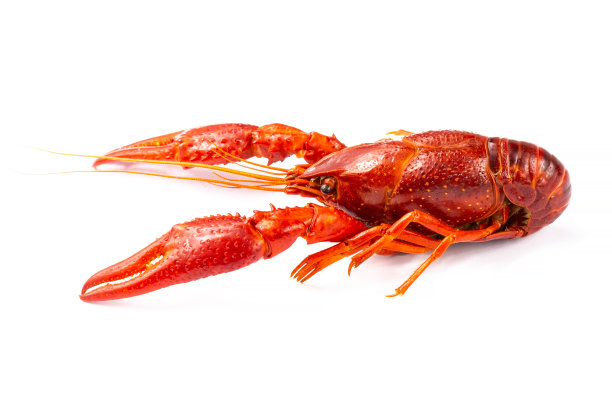 crayfish
