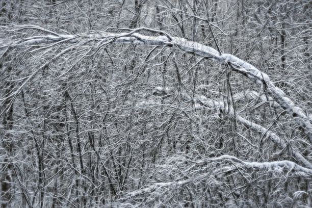 冬季白桦树林白桦树杆雪地