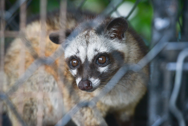 civet