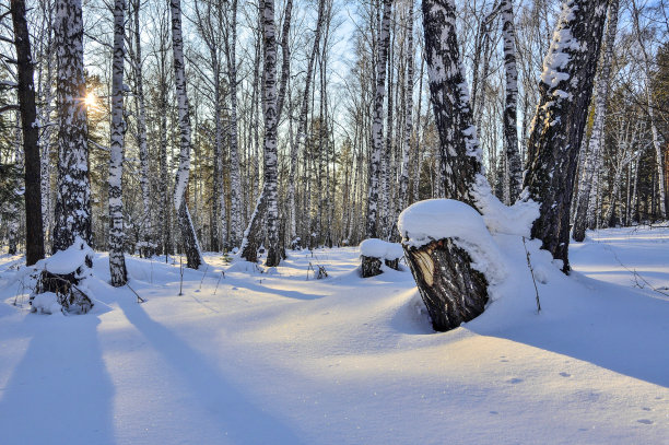 冬季白桦树林白桦树杆雪地