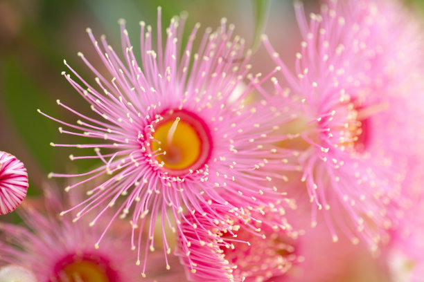 stamens