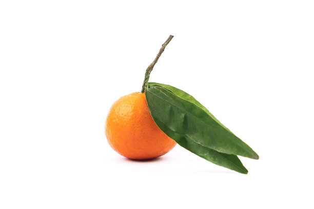 挂在树枝上的橘子