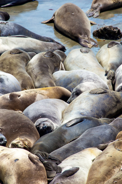 colony