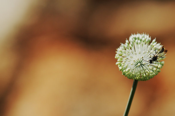 花朵花草