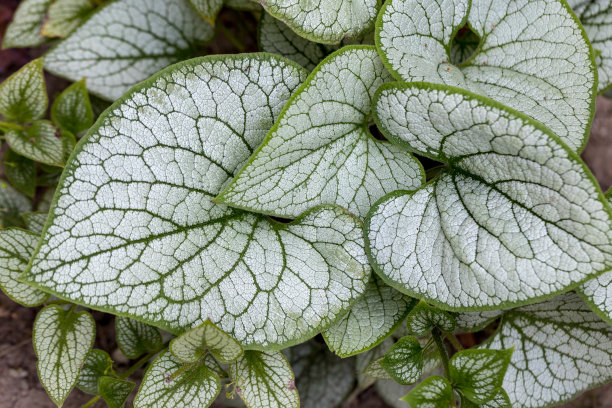 brunnera