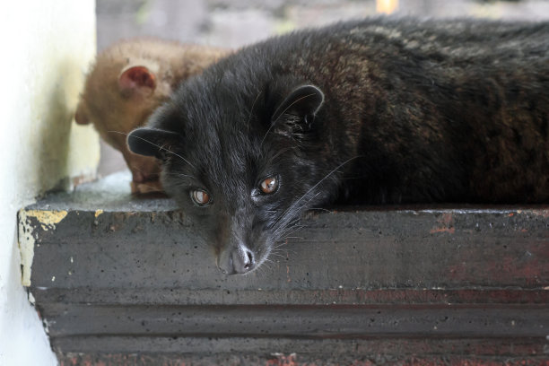 civet