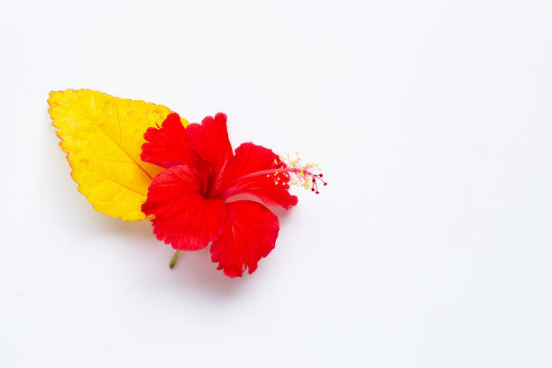 红色月季花