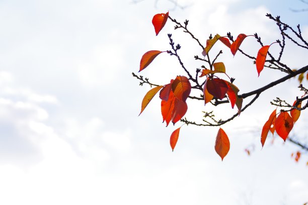 柿子树,,秋实,秋天