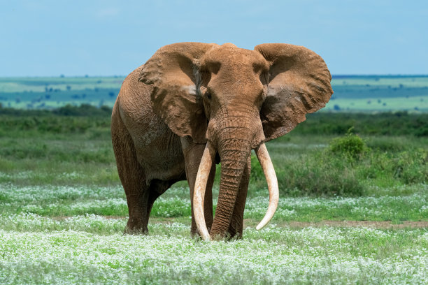 pachyderm