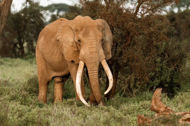 ivory