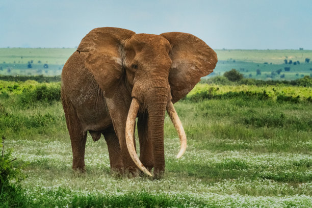 pachyderm