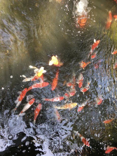 红鲤鱼塘