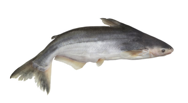 catfish