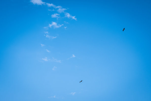 天空中飞翔的鹰