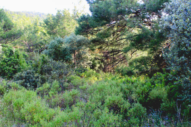 bushveld