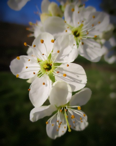 白梅花